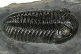Prone Pedinopariops Trilobite - Mrakib, Morocco #348134-1
